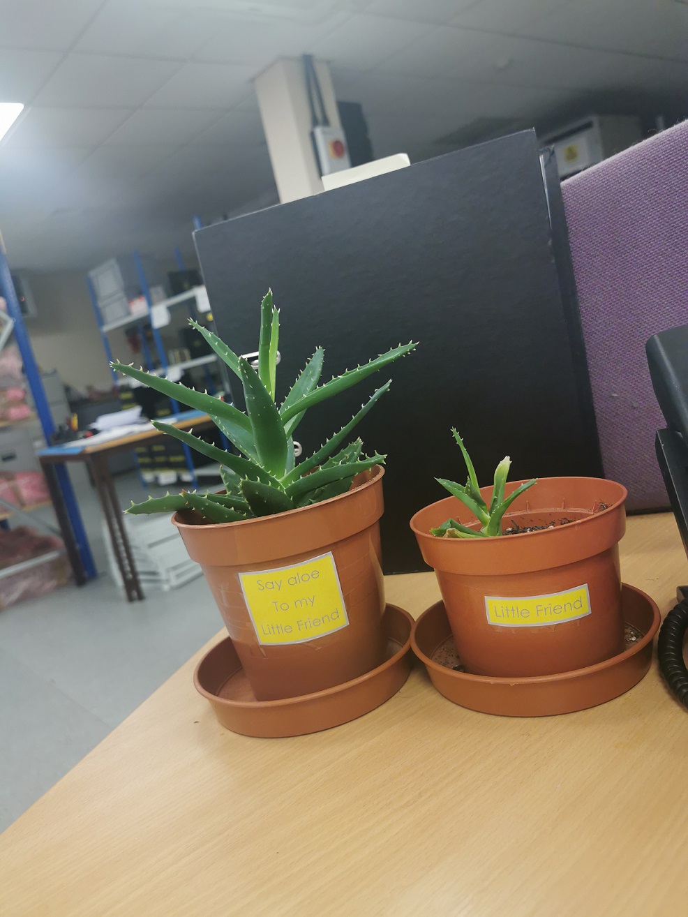 Electronic engineering and software company Like Technologies has created a greener office environment by introducing Aloe vera plantss